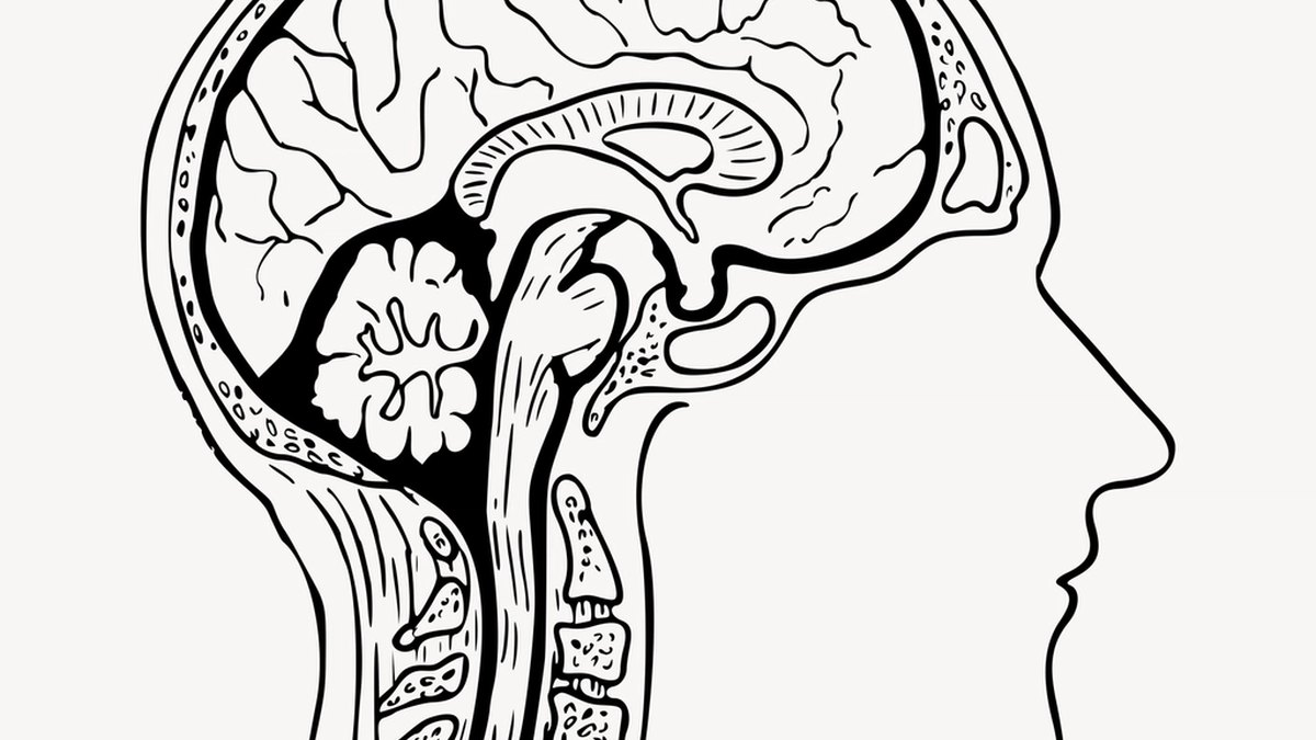 Classical anatomical drawing of the human brain — the seat of insight and inventive cognition; a Bogenius feature by Panacea Bio Chem and Bogdan Dicoias